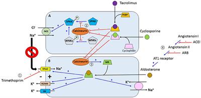 Electrolyte and Acid-Base Disorders in the Renal Transplant Recipient